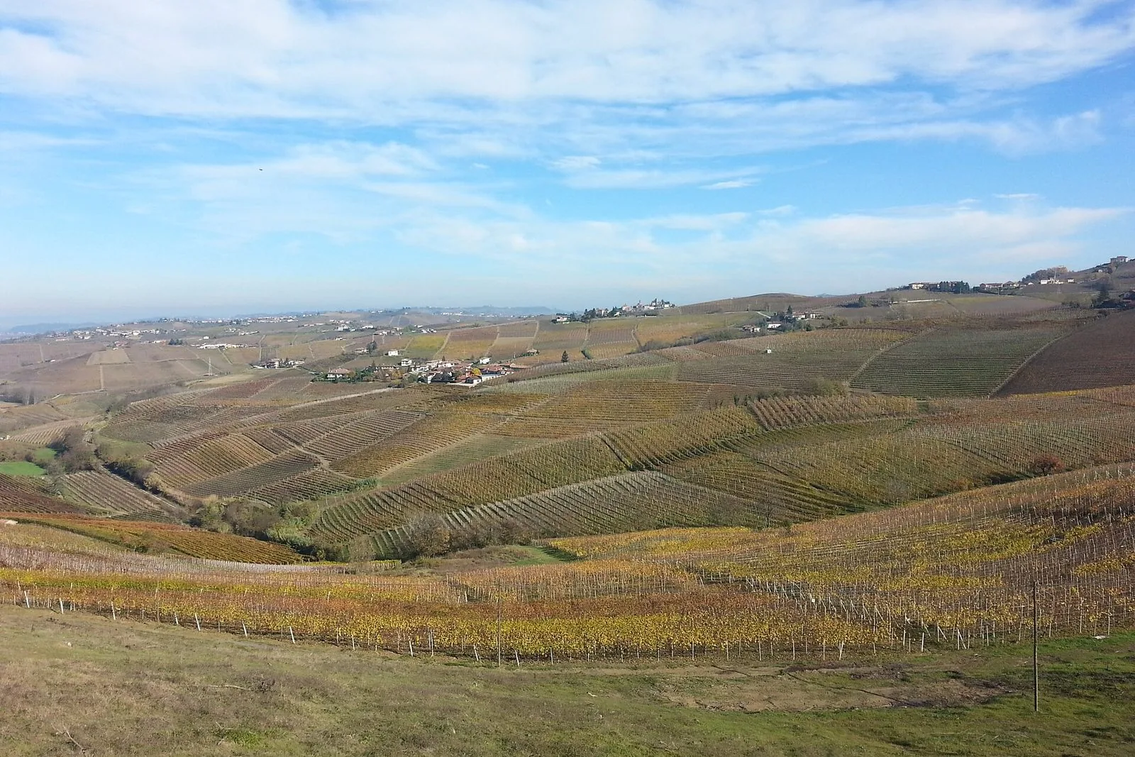 Colline vitate del Monferrato intorno ad Acqui Terme con i filari gialli e rossi d'autunno