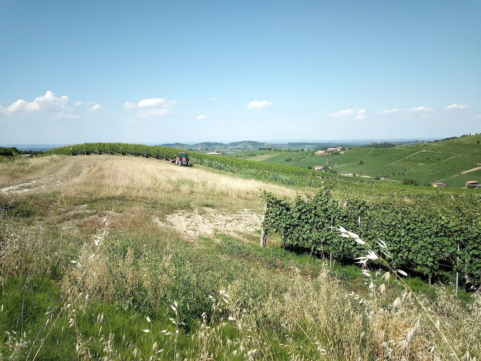 Una strada sterrata d'erba tra i vigneti in collina, con un trattore in lontananza e un ampio panorama di colline verdi